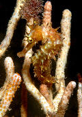 Hippocampus curvicuspis