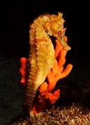 Red Seahorse Hippocampus sp