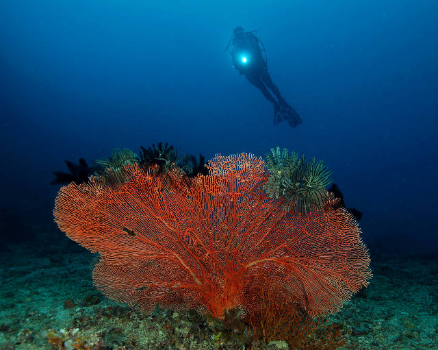 02-Red%20Gorgonian.jpg