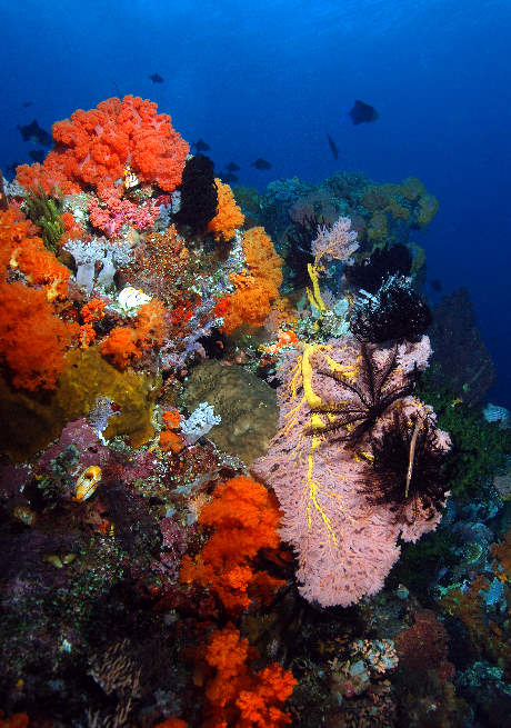 06-Rainbow%20Reef.jpg