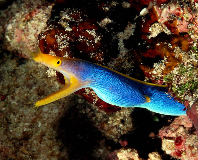 14-Blue%20ribbon%20eel.jpg