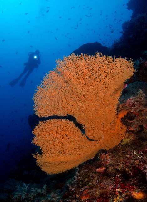 01%20-%20Orange%20Gorgonian%20Fan.jpg