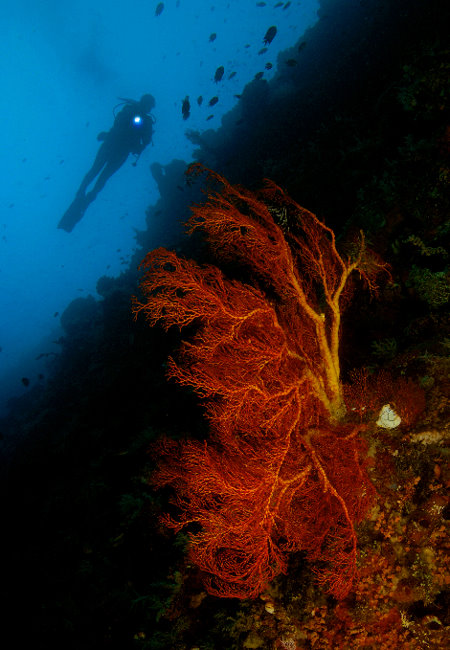 04%20-%20Coralwall.jpg