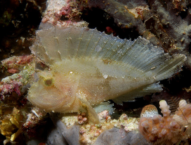 16%20-%20Leaf%20Scorpionfish.jpg