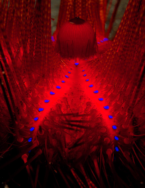05-Fire%20Urchin.jpg