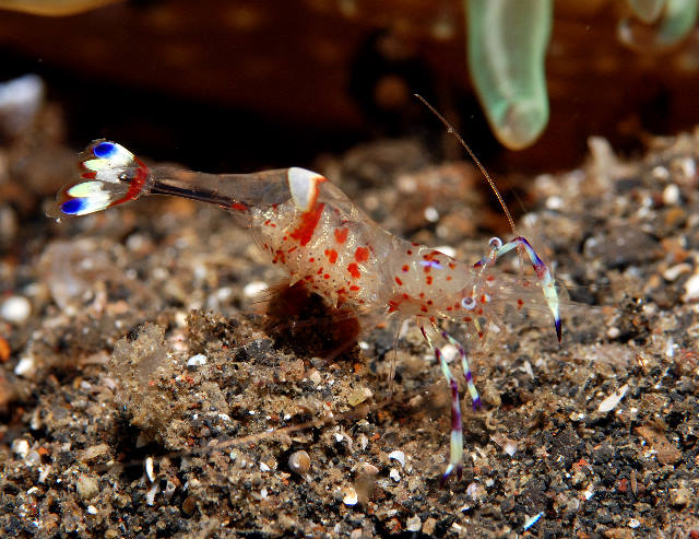 23-Anemone%20Shrimp.jpg