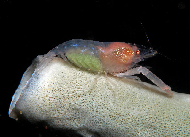 25-%20Barreltube%20Shrimp.jpg