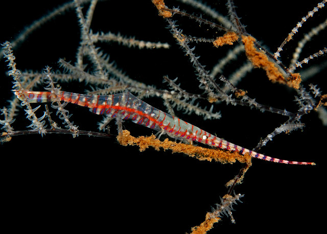 16-Gorgonian%20Shrimp%20(Tozeuma%20sp).jpg