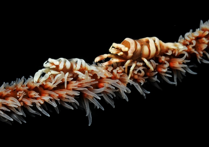 02%20Commensal%20Shrimps.jpg