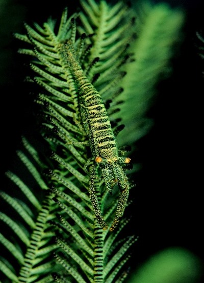10%20Featherstar%20Shrimp.jpg