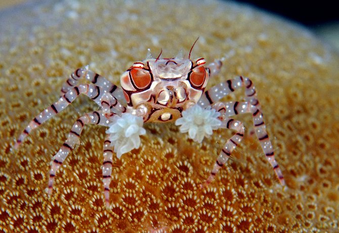 18%20Boxer%20Crab.jpg