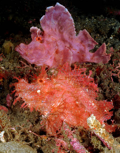 06%20Rhinopias%20frondosa6.jpg