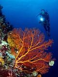 Images from Cocotinos Dive Resort - North Sulawesi