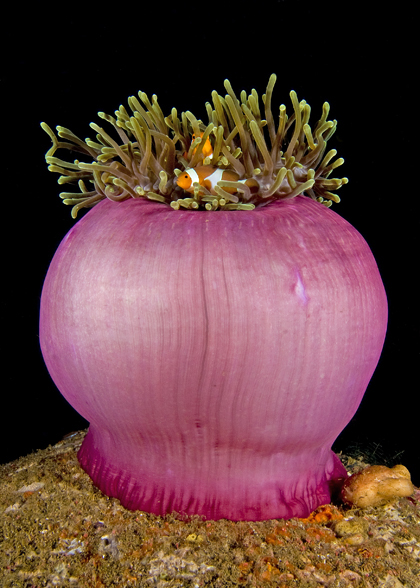 02_Clown_Anemonefish.jpg