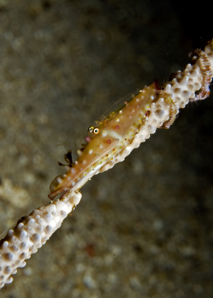05_Cowry_and_Goby.jpg