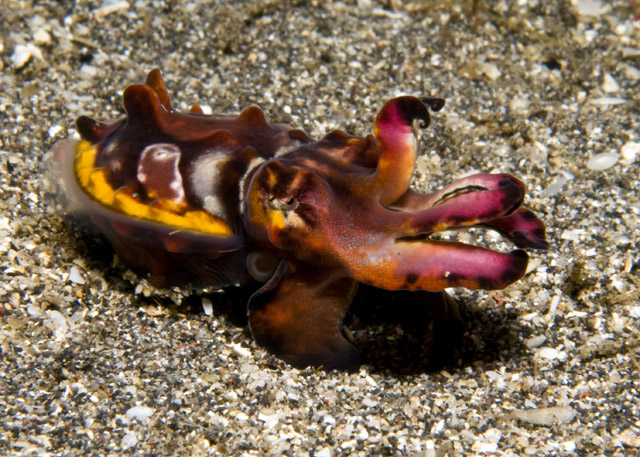 06_Flambuoyant_Cuttlefish.jpg