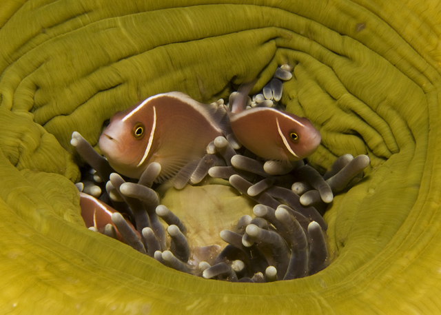 10_Anemonefish.jpg