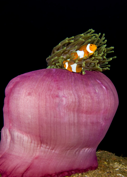 15_Anemonefish.jpg