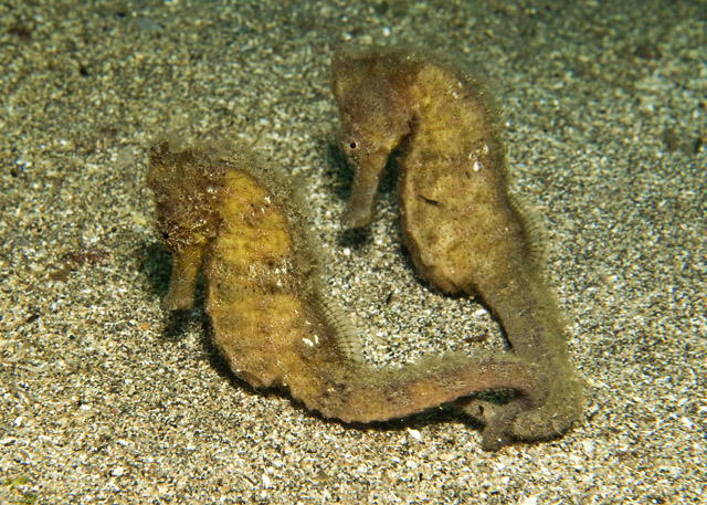 19_Common_Seahorses.jpg