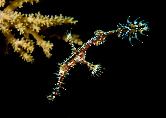 26_Ornate_Ghost_Pipefish.jpg