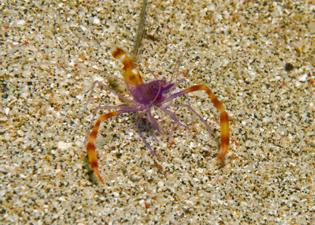 32_Purple_Banded_Shrimp.jpg