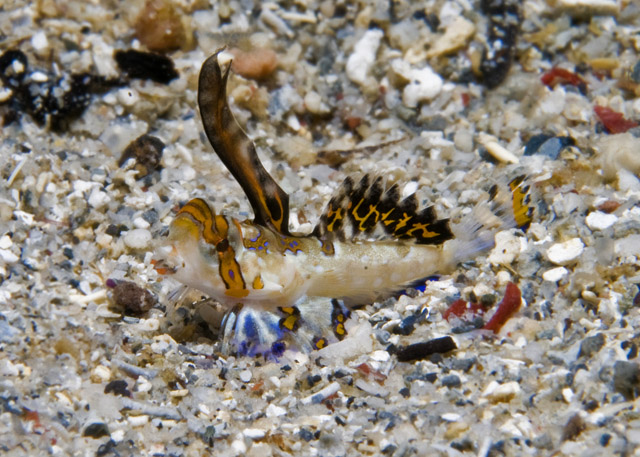 34_Fingered_Dragonet.jpg