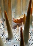 04_Periclimenes_soror