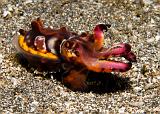 06_Flambuoyant_Cuttlefish