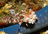 09_Harlequin_Shrimp