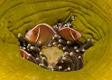 10_Anemonefish