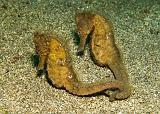 19_Common_Seahorses