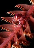 21_Seapen_Crab