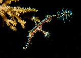 26_Ornate_Ghost_Pipefish