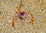 32_Purple_Banded_Shrimp