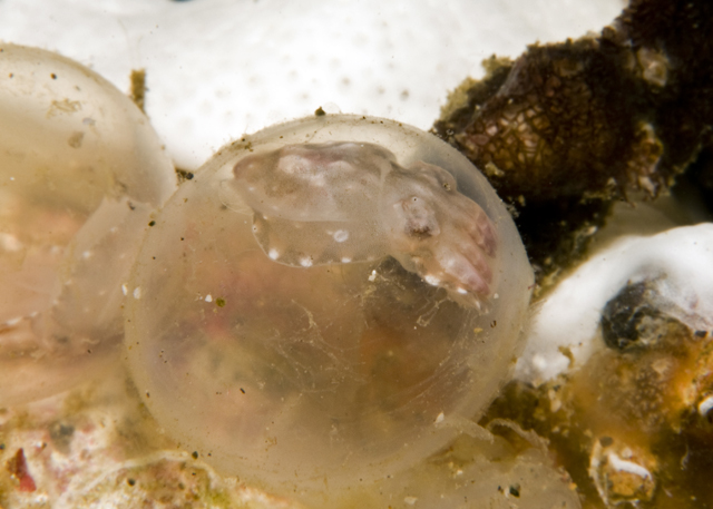 03_Cuttlefish_Eggs.jpg