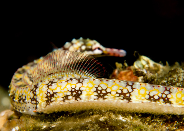 04_Pregnant_Messmate_Pipefish.jpg