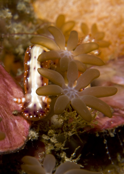 10_Hypselodoris_maculosa.jpg