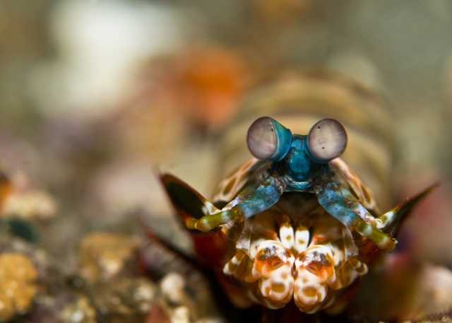 11_Mantis_Shrimp.jpg