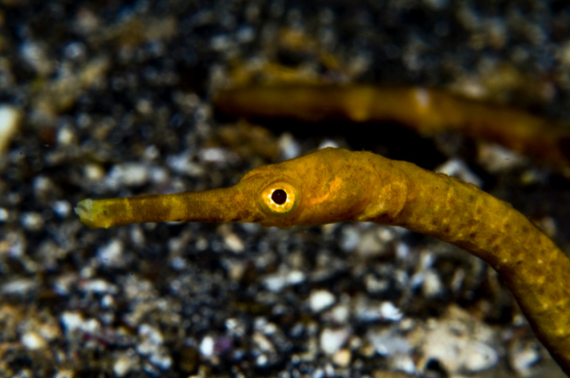 12_Bendstick_Pipefish.jpg