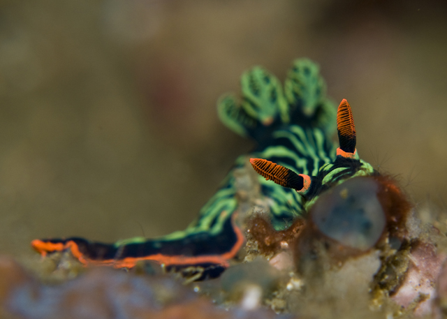 13_Nembrotha_kubrayana.jpg