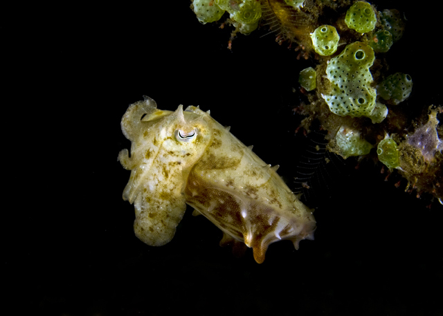 14_Baby_Cuttlefish.jpg