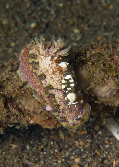 19_Glossodoris_cinta_with_Shrimp.jpg