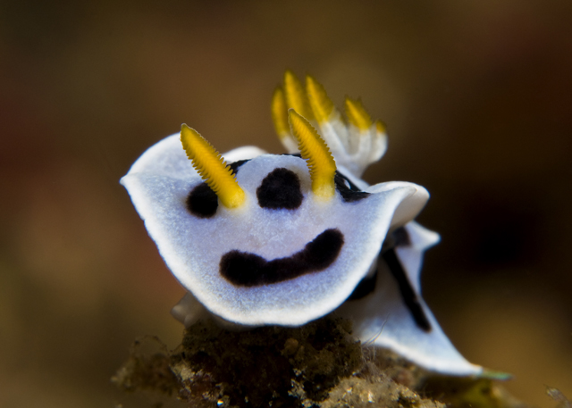 22_Chromodoris_dinae.jpg