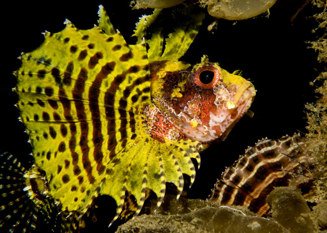 24_Zebra_Lionfish.jpg