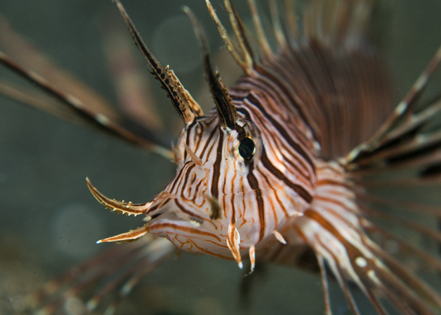 35_Lionfish.jpg