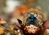 11_Mantis_Shrimp