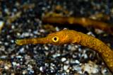 12_Bendstick_Pipefish