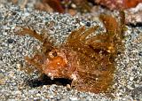 21_Ambon_Scorpionfish