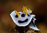 22_Chromodoris_dinae