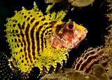 24_Zebra_Lionfish